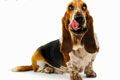 Ветеринарная клиника Унивет - иконка «для собак» в Черноголовке